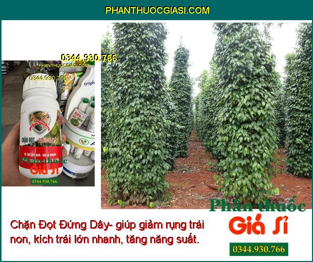 Chặn Đọt Đứng Dây- Ức Chế Đọt Non- Già Lá Nhanh- Ngắn Lóng- Cứng Thân