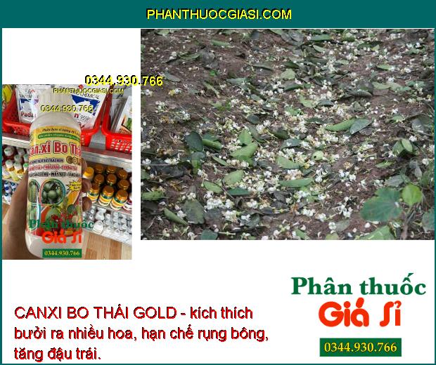 CANXI BO THÁI GOLD - Chống Rụng Hoa Và Trái Non - Nứt Trái - Thối Trái - Lúa Sáng Bông