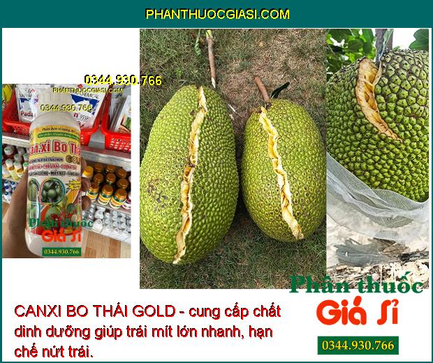 CANXI BO THÁI GOLD - Chống Rụng Hoa Và Trái Non - Nứt Trái - Thối Trái - Lúa Sáng Bông