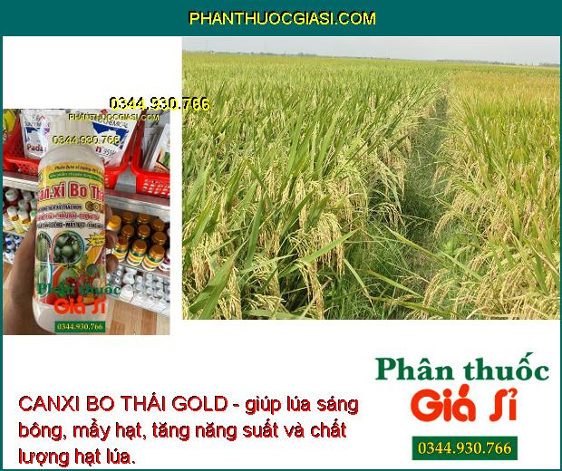 CANXI BO THÁI GOLD - Chống Rụng Hoa Và Trái Non - Nứt Trái - Thối Trái - Lúa Sáng Bông