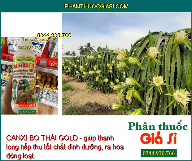 CANXI BO THÁI GOLD - Chống Rụng Hoa Và Trái Non - Nứt Trái - Thối Trái - Lúa Sáng Bông