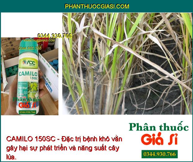 CAMILO 150SC - Đặc trị nấm bệnh gây hại giúp cây sinh trưởng tốt, năng suất vụ mùa tối ưu.