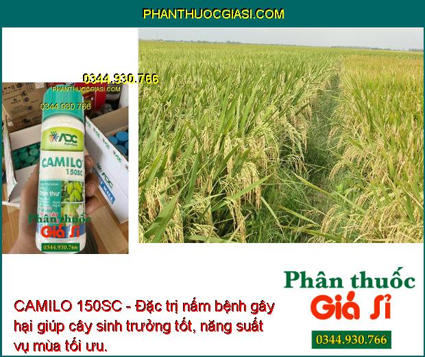 CAMILO 150SC - Đặc trị nấm bệnh gây hại giúp cây sinh trưởng tốt, năng suất vụ mùa tối ưu.