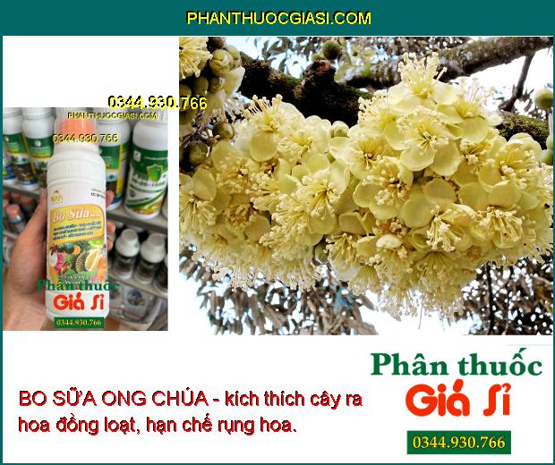 BO SỮA ONG CHÚA - Ra Hoa Nhiều - Thụ Phấn Tốt - Hạn Chế Rụng Trái - Nứt Trái - Trái To