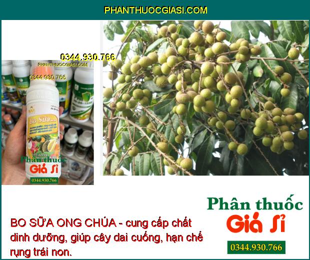 BO SỮA ONG CHÚA - Ra Hoa Nhiều - Thụ Phấn Tốt - Hạn Chế Rụng Trái - Nứt Trái - Trái To