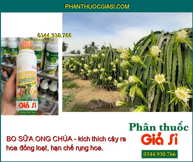 BO SỮA ONG CHÚA - Ra Hoa Nhiều - Thụ Phấn Tốt - Hạn Chế Rụng Trái - Nứt Trái - Trái To