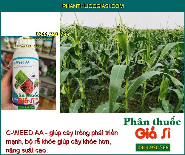 C-WEED AA - giúp cây trồng phát triển mạnh, bộ rễ khỏe giúp cây khỏe hơn, năng suất cao.