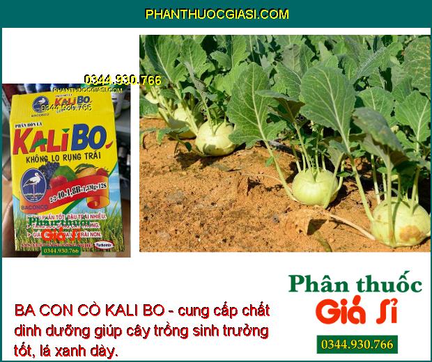 BA CON CÒ KALI BO - Tăng Đậu Trái - Giảm Rụng Hoa - Trái Non - Tăng Chất Lượng Trái