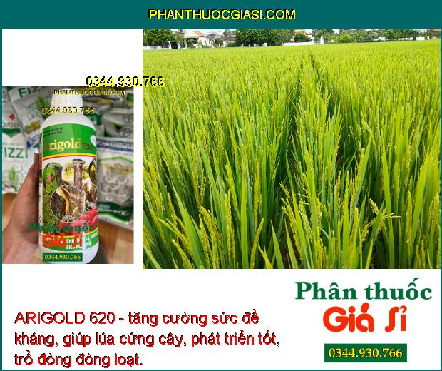 ARIGOLD 620 - Phòng Trừ Bệnh Vàng Lá - Thối Rễ - Xì Mủ - Nứt Thân - Ghẻ Sẹo - Xơ Đen