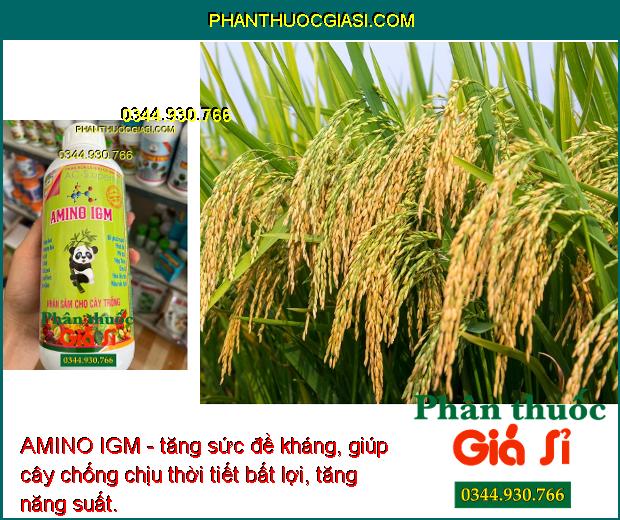 AMINO IGM - Phát Rễ Mạnh - Chống Thối Rễ - Phát Đọt Mạnh - Chống Vàng Lá - Thúc Hoa