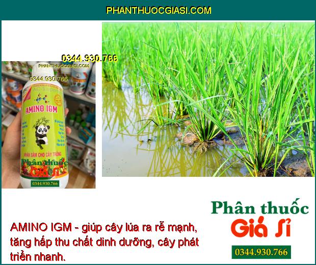 AMINO IGM - Phát Rễ Mạnh - Chống Thối Rễ - Phát Đọt Mạnh - Chống Vàng Lá - Thúc Hoa