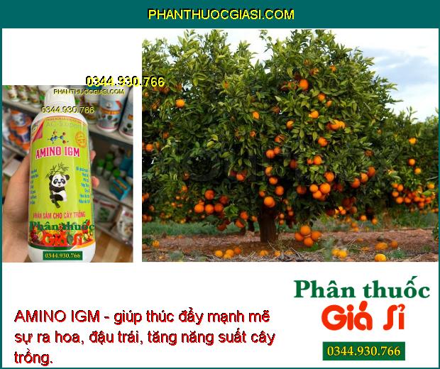 AMINO IGM - Phát Rễ Mạnh - Chống Thối Rễ - Phát Đọt Mạnh - Chống Vàng Lá - Thúc Hoa