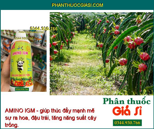 AMINO IGM - Phát Rễ Mạnh - Chống Thối Rễ - Phát Đọt Mạnh - Chống Vàng Lá - Thúc Hoa