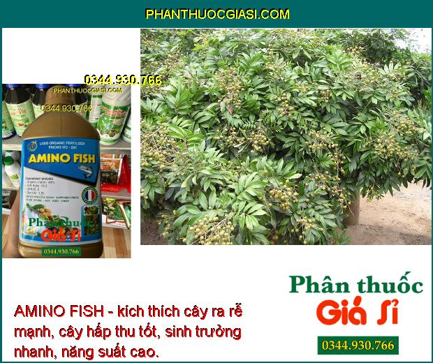 AMINO FISH - Kích Ra Rễ Cực Mạnh - Đâm Chồi - Kích Ra Bông - Nuôi Hạt - Nuôi Trái- Dưỡng Lá