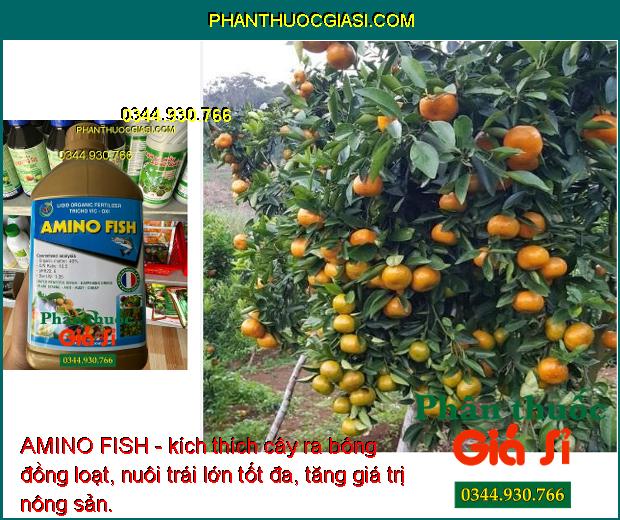 AMINO FISH - Kích Ra Rễ Cực Mạnh - Đâm Chồi - Kích Ra Bông - Nuôi Hạt - Nuôi Trái- Dưỡng Lá