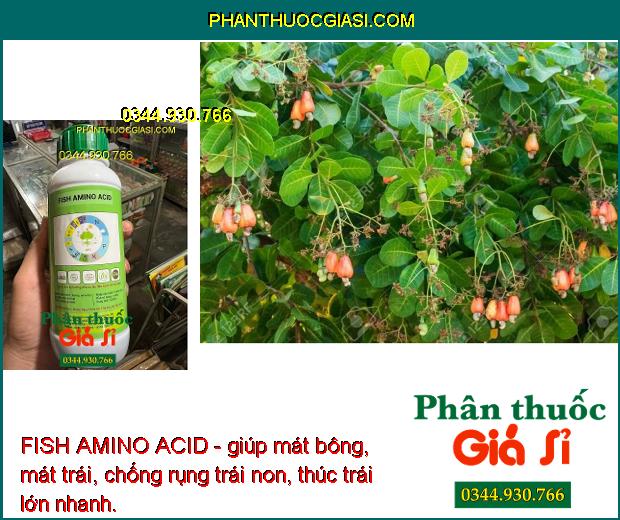 FISH AMINO ACID- Hạt Nảy Mầm Mạnh - Siêu Hạ Phèn - Đẻ Nhánh Nhiều - Ra Hoa - Đậu Trái - Chống Rụng Trái