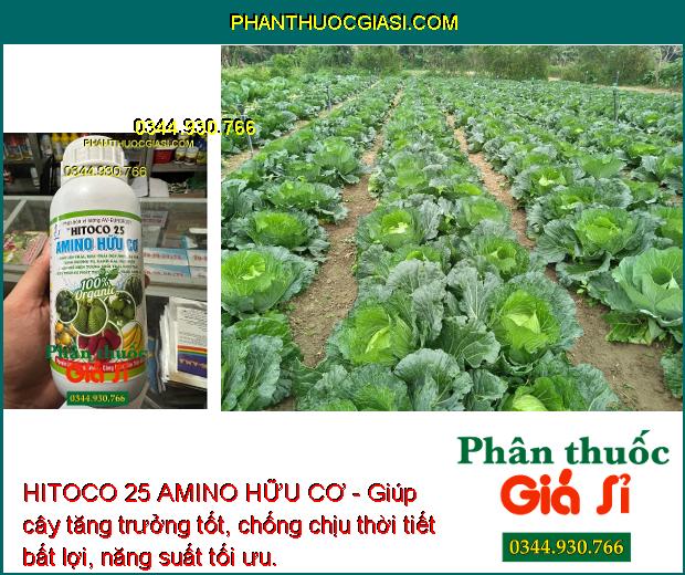 HITOCO 25 AMINO HỮU CƠ - Trái Lớn Nhanh - Màu Trái Đẹp - Tăng Hương Vị - Ngăn Rụng Trái