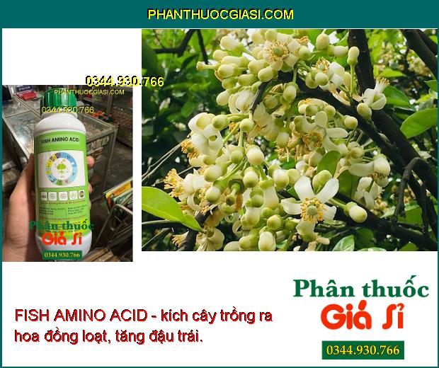 FISH AMINO ACID- Hạt Nảy Mầm Mạnh - Siêu Hạ Phèn - Đẻ Nhánh Nhiều - Ra Hoa - Đậu Trái - Chống Rụng Trái