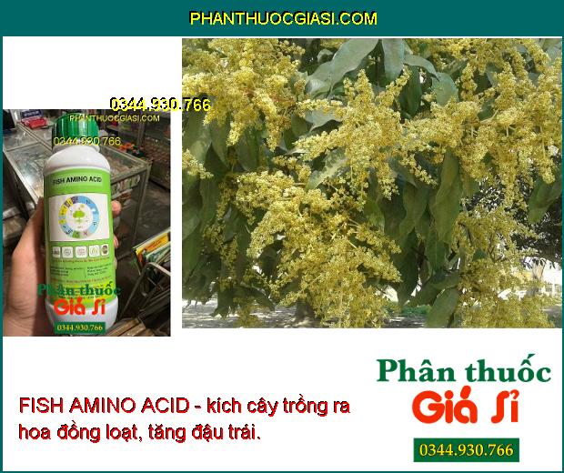 FISH AMINO ACID- Hạt Nảy Mầm Mạnh - Siêu Hạ Phèn - Đẻ Nhánh Nhiều - Ra Hoa - Đậu Trái - Chống Rụng Trái