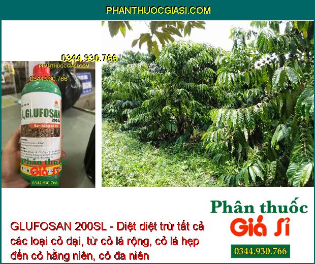 GLUFOSAN 200SL - Diệt Tất Cả Các Loại Cỏ Dại - Cỏ Lá Rộng - Cỏ Lá Hẹp - Cỏ Hằng Niên