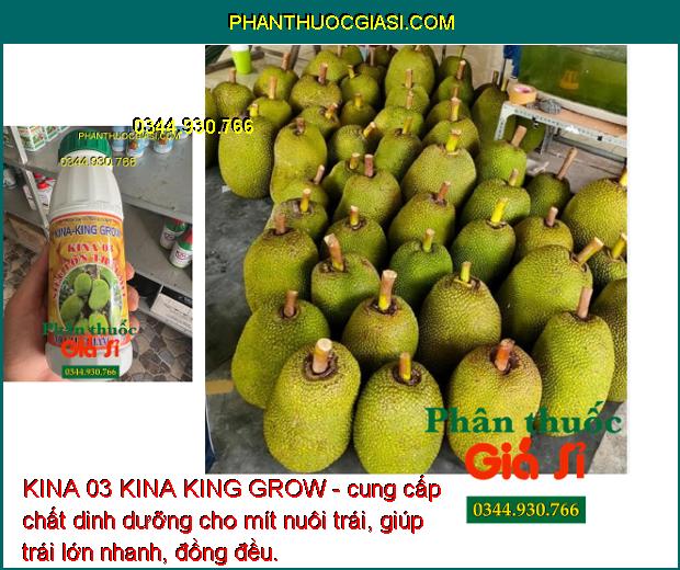 KINA 03 KINA KING GROW - Lớn Trái - Chắc Hạt - Dày Cơm - Màu Vàng Đẹp