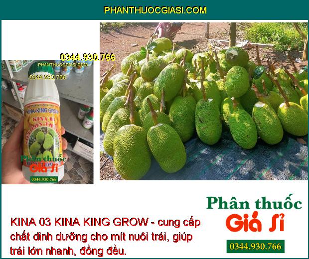 KINA 03 KINA KING GROW - Lớn Trái - Chắc Hạt - Dày Cơm - Màu Vàng Đẹp