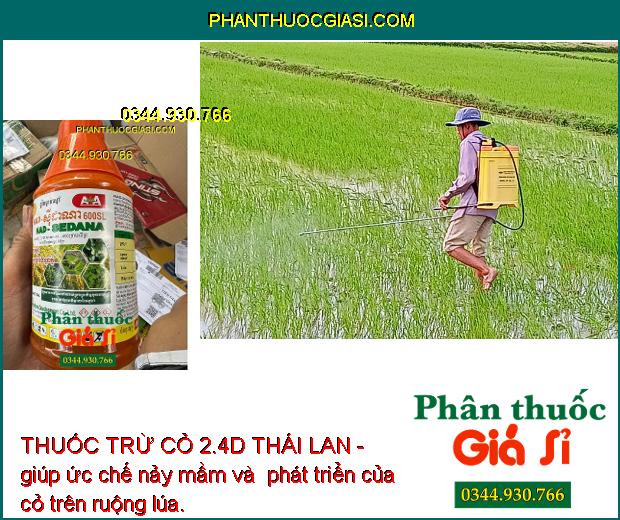 THUỐC TRỪ CỎ 2.4D THÁI LAN - Trừ Cỏ Lá Rộng - Cỏ Trên Bờ Ruộng