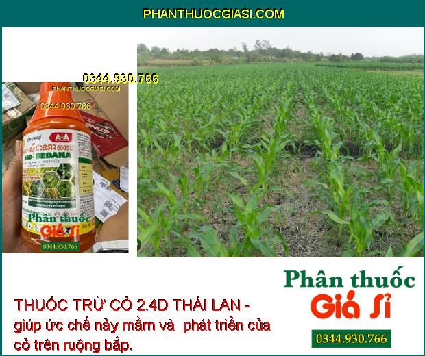 THUỐC TRỪ CỎ 2.4D THÁI LAN - Trừ Cỏ Lá Rộng - Cỏ Trên Bờ Ruộng