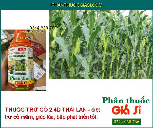 THUỐC TRỪ CỎ 2.4D THÁI LAN - Trừ Cỏ Lá Rộng - Cỏ Trên Bờ Ruộng