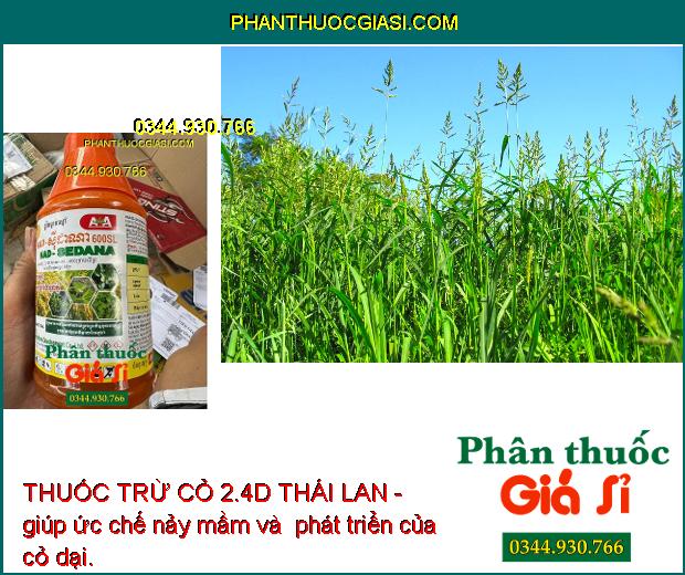 THUỐC TRỪ CỎ 2.4D THÁI LAN - Trừ Cỏ Lá Rộng - Cỏ Trên Bờ Ruộng