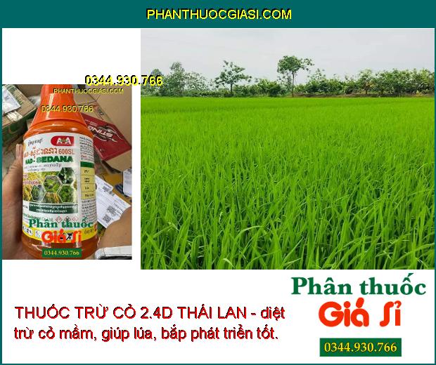 THUỐC TRỪ CỎ 2.4D THÁI LAN - Trừ Cỏ Lá Rộng - Cỏ Trên Bờ Ruộng