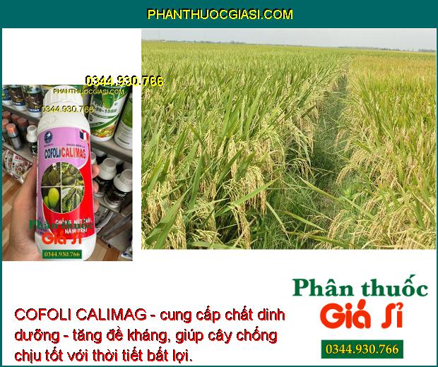 COFOLI CALIMAG - Chống Nứt Trái - Nám Trái - Tăng Đề Kháng