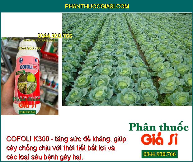 COFOLI K300 - To Trái- To Củ - Cứng Cây- Tăng Đề Kháng - Chống Đổ Ngã