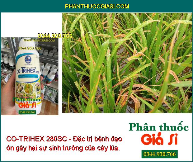 CO-TRIHEX 280SC - Đặc Trị Nấm Bệnh - Thán Thư - Đạo Ôn - Héo Xanh