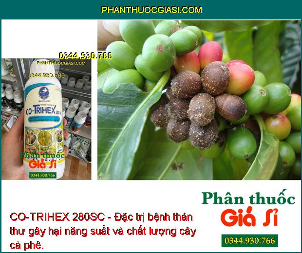 CO-TRIHEX 280SC - Đặc Trị Nấm Bệnh - Thán Thư - Đạo Ôn - Héo Xanh