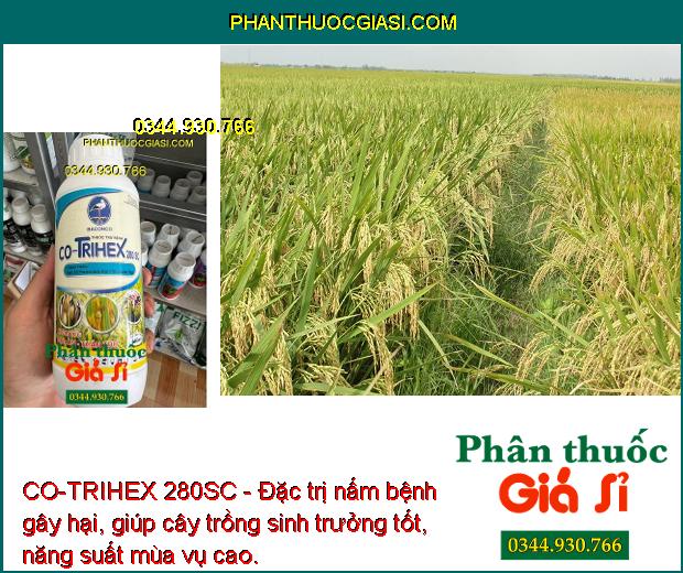 CO-TRIHEX 280SC - Đặc Trị Nấm Bệnh - Thán Thư - Đạo Ôn - Héo Xanh