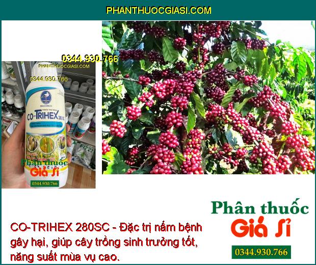 CO-TRIHEX 280SC - Đặc Trị Nấm Bệnh - Thán Thư - Đạo Ôn - Héo Xanh