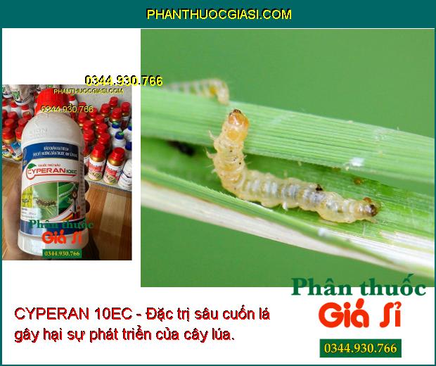 CYPERAN 10EC - Đặc Trị Sâu Róm - Bọ Xít Muỗi - Sâu Cuốn Lá - Bọ Trĩ