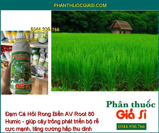 Đạm Cá Hồi Rong Biển AV Root 80 Humic - Bung Rễ Cực Mạnh - Mát Cây - Xanh Lá - Tăng Đề Kháng - Tăng Năng Suất