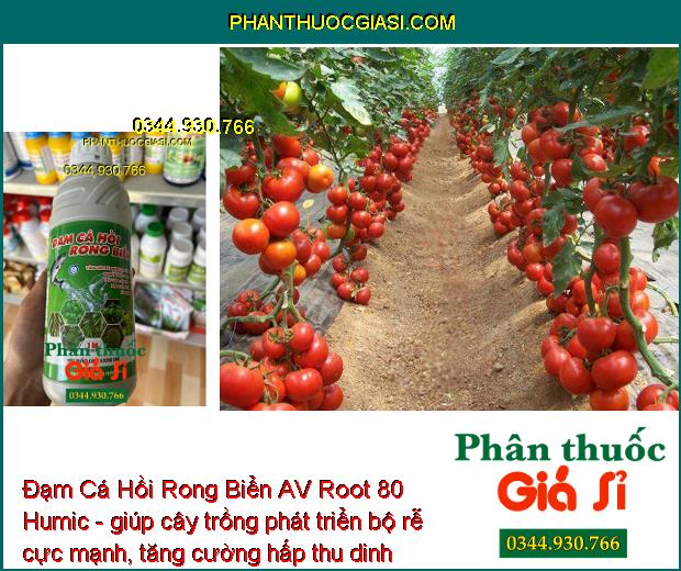 Đạm Cá Hồi Rong Biển AV Root 80 Humic - Bung Rễ Cực Mạnh - Mát Cây - Xanh Lá - Tăng Đề Kháng - Tăng Năng Suất