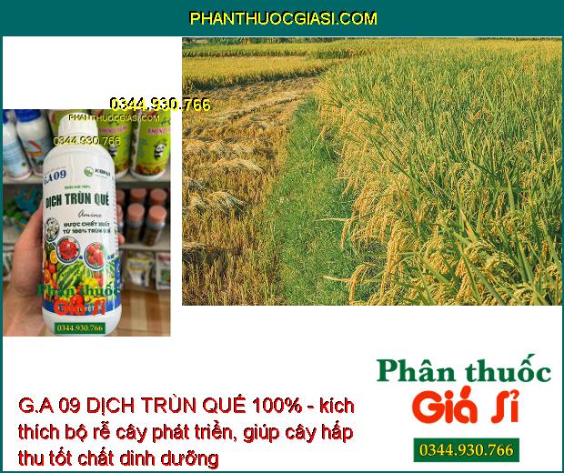 G.A 09 DỊCH TRÙN QUẾ 100% - Bộ Rễ Khỏe Mạnh - Cứng Cây - Giải Độc - Cải Tạo Đất