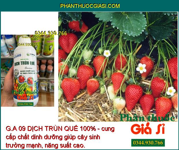 G.A 09 DỊCH TRÙN QUẾ 100% - Bộ Rễ Khỏe Mạnh - Cứng Cây - Giải Độc - Cải Tạo Đất