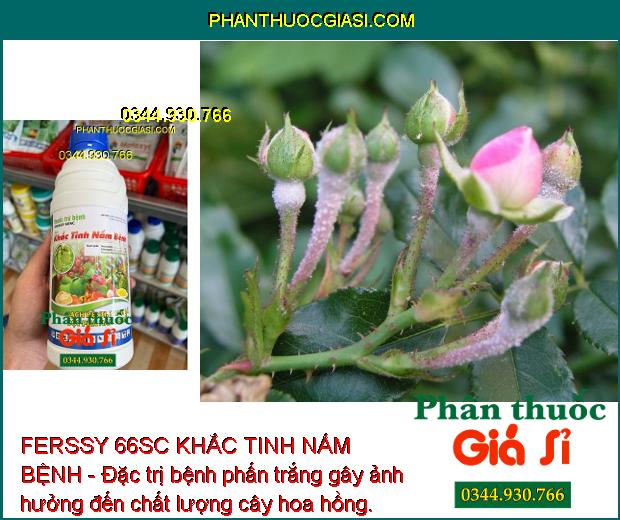 FERSSY 66SC KHẮC TINH NẤM BỆNH - Đặc Trị Thán Thư - Sương Mai - Xanh Lá - Tăng Năng Suất