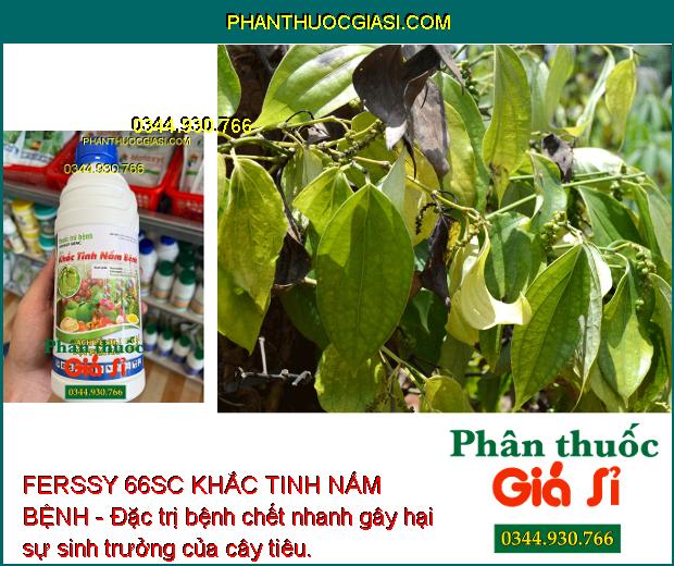 FERSSY 66SC KHẮC TINH NẤM BỆNH - Đặc Trị Thán Thư - Sương Mai - Xanh Lá - Tăng Năng Suất