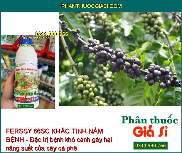 FERSSY 66SC KHẮC TINH NẤM BỆNH - Đặc Trị Thán Thư - Sương Mai - Xanh Lá - Tăng Năng Suất