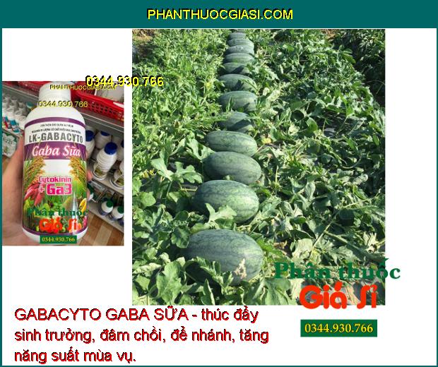 GABACYTO GABA SỮA-Thúc Đẩy Sinh Trưởng - Tăng Ra Rễ - Đâm Chồi - Giảm Rụng Hoa - Trái- Xanh Lá