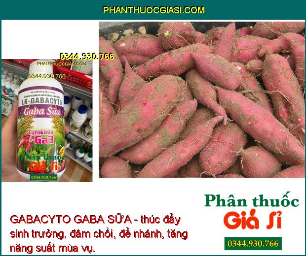 GABACYTO GABA SỮA-Thúc Đẩy Sinh Trưởng - Tăng Ra Rễ - Đâm Chồi - Giảm Rụng Hoa - Trái- Xanh Lá