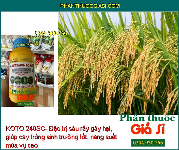 KOTO 240SC- Đặc Trị Rầy Xanh- Bọ Trĩ- Rệp Sáp- Côn Trùng Chích Hút