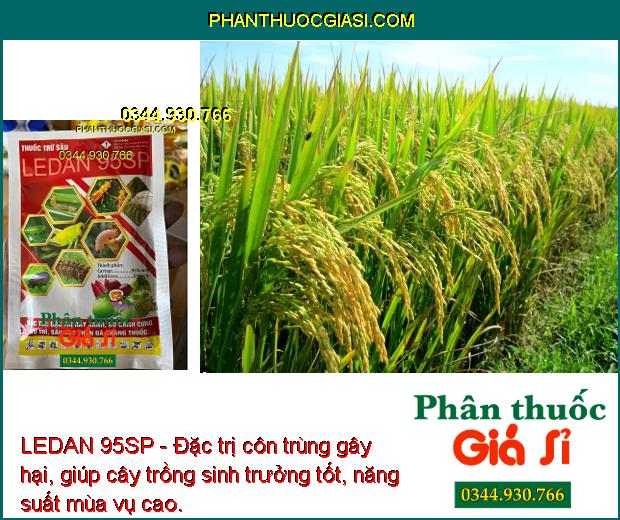 LEDAN 95SP- Đặc Trị Rầy Xanh - Bọ Cánh Cứng - Bọ Trĩ - Sâu Đục Thân - Sâu Kháng Thuốc