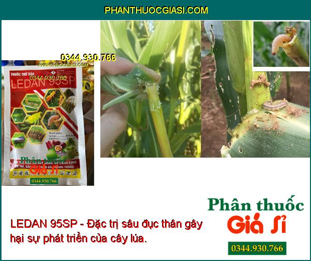 LEDAN 95SP- Đặc Trị Rầy Xanh - Bọ Cánh Cứng - Bọ Trĩ - Sâu Đục Thân - Sâu Kháng Thuốc